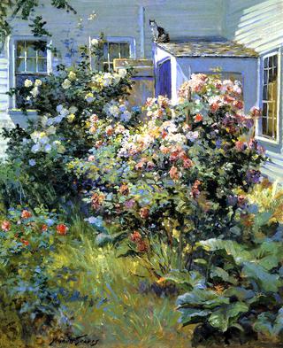 Backyard with a Cat