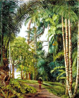 Walk under Palms with a Glimpse of the River at Sarawak, Borneo