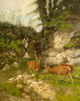 Deer at the forest brook