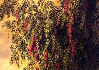 Pepper Trees