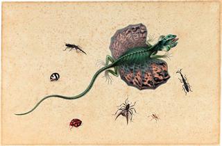 A Flying Dragon and Various Insects