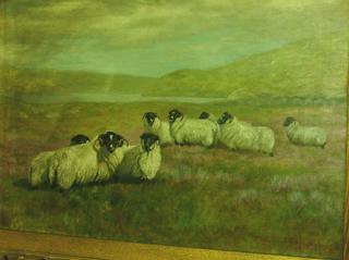 Sheep in Field