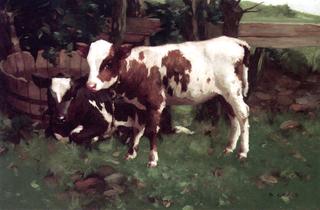 Calves at Rest