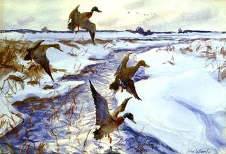 Ducks in Flight