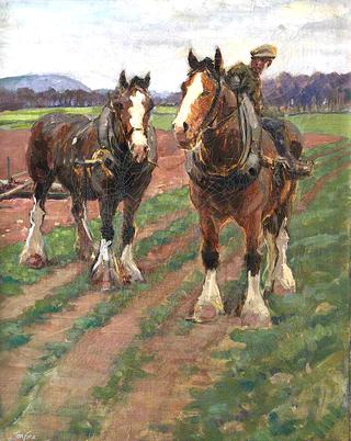 Study of Clydesdale Horses