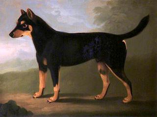 在风景中，有深褐色和浅褐色斑纹的狗，脸上有面具似的斑纹