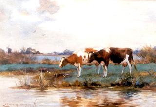 Cows Drinking