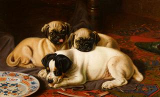 Two pugs and a terrier