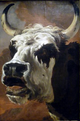 Oxen Head