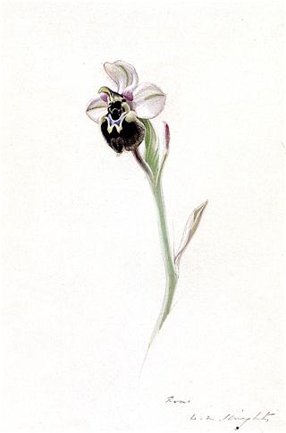 Study of a Sawfly Orchid, Rome