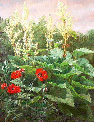 Poppies