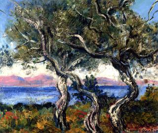 Olive Trees