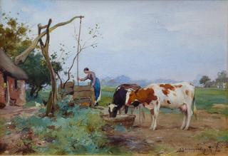 Cows Drinking
