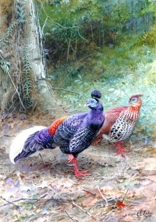 A Pair of Malayan Crested Firebacks