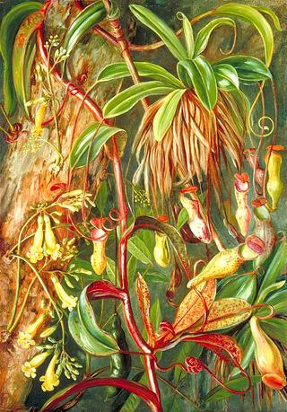 Seychelles Pitcher Plant and Bilimb Marron