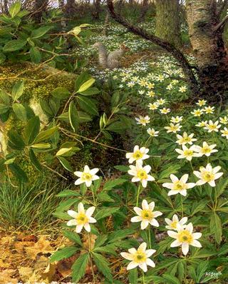 Wood Anemones, Late April