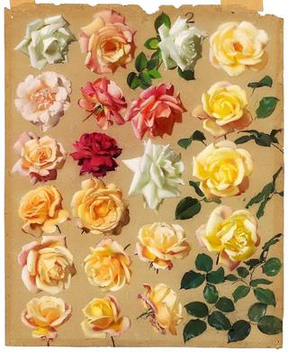 Large Study of Roses