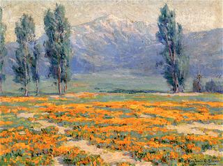 Golden Poppies near Mount San Jacinto, California