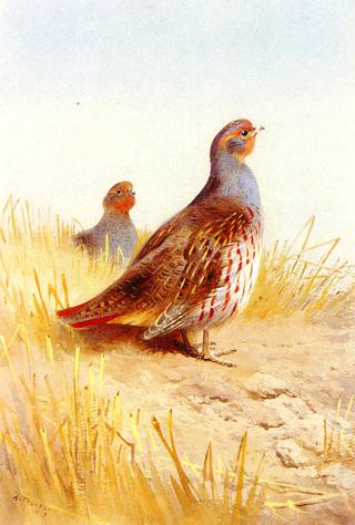 A Pair of English Partridges