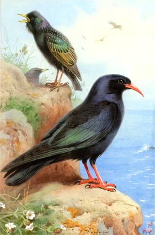 A Rock Starling and a Common Cough