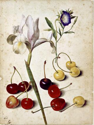 Spanish iris, morning glory and cherries