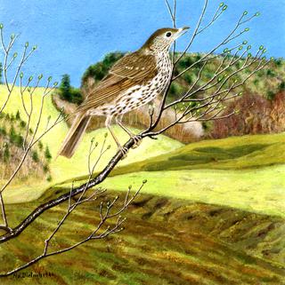 Song Thrush