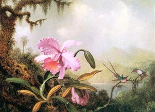 Orchids and Hummingbirds