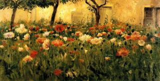 Poppies