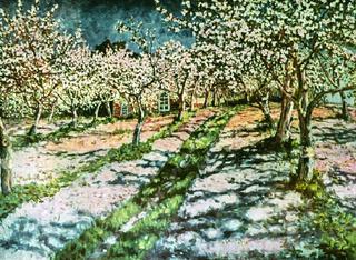 Apple Garden in Bloom