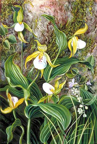 Wild Flowers of Simla, India