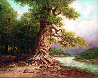 An Old Oak by the River