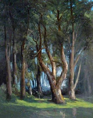 Study of Trees