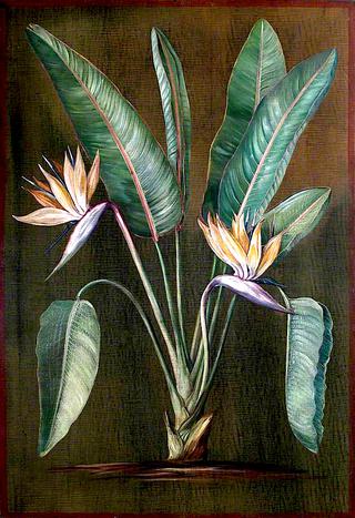 Strelitzia, a South African Plant