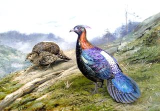 A Pair of Chinese Impeyan Pheasants