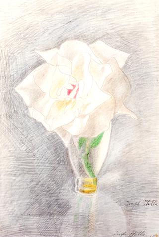 White Rose in a Vase