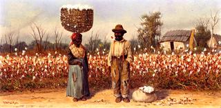 The Cotton Field