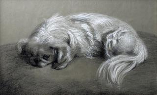 Pekingese