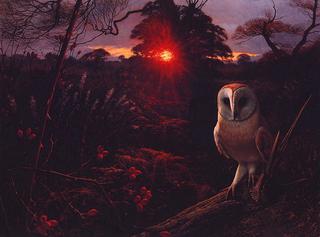 Barn Owl