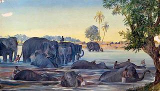 Elephants