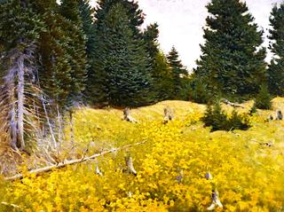 Field of Wildflowers