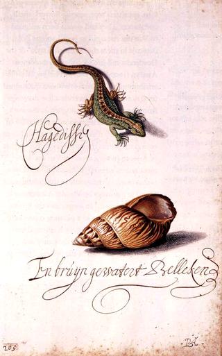 Lizard and Shell