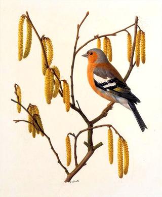 Chaffinch on Hazel Catkins