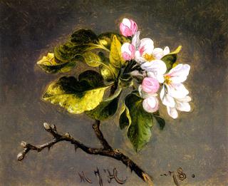 Apple Blossoms