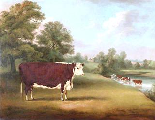 Hereford Cow near Cronkhill Farmhouse