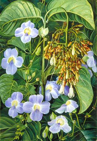 Blue-Flowered Climber and a Common Swamp Plant of Sarawak, Borneo