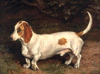 A Favorite Dachshund