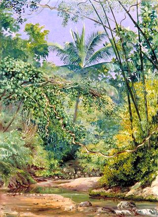 Bamboos, Cocoa Nut Trees and Other Vegetation in the Bath Valley, Jamaica