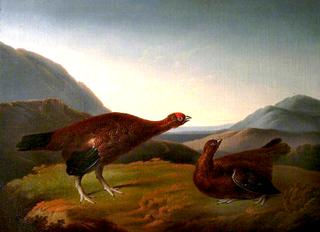 Cock and Hen Red Grouse in Landscape