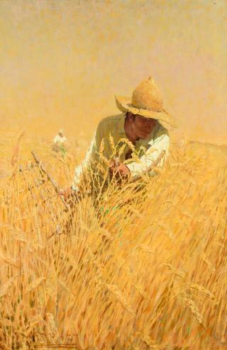 Harvesting the Wheat