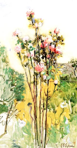 Wild Roses